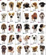 2-köpek-cinsleri-listesi-resimli.jpg