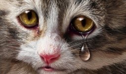 aglayan-kedi.jpg